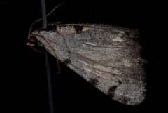 Digrammia triviata by (c) Jeremy deWaard. University of British Columbia., some rights reserved (CC BY). Used under a CC-BY license.
