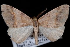 Drepanulatrix bifilata by (c) Jeremy deWaard. University of British Columbia., some rights reserved (CC BY). Used under a CC-BY license.
