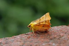 Ennomos alniaria by (c) Nigel Voaden, some rights reserved (CC BY). Used under a CC-BY license.