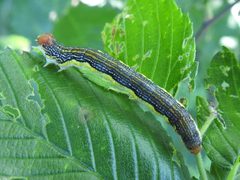 Erannis tiliaria by (c) Sam Kieschnick, some rights reserved (CC BY), uploaded by Sam Kieschnick. Used under a CC-BY license.