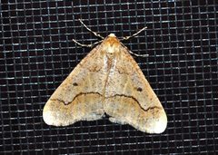 Erannis tiliaria by (c) Aaron Carlson, some rights reserved (CC BY), uploaded by Aaron Carlson. Used under a CC-BY license.