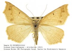 Eusarca galbanaria by no rights reserved, uploaded by Andreas Manz. Used under a CC0 license.