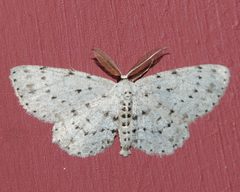 Glena cribrataria by (c) Roger Rittmaster, some rights reserved (CC BY), uploaded by Roger Rittmaster. Used under a CC-BY license.