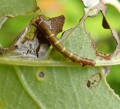Hypagyrtis unipunctata by (c) christine123, some rights reserved (CC BY), uploaded by christine123. Used under a CC-BY license.