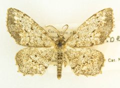 Hypagyrtis unipunctata by no rights reserved, uploaded by Robbie Hannawacker. Used under a CC0 license.