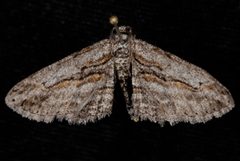 Iridopsis clivinaria by (c) Jeremy deWaard. University of British Columbia., some rights reserved (CC BY). Used under a CC-BY license.