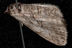 Iridopsis clivinaria by (c) Jeremy deWaard. University of British Columbia., some rights reserved (CC BY). Used under a CC-BY license.