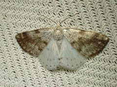 Lomographa semiclarata by (c) Louis Imbeau, some rights reserved (CC BY), uploaded by Louis Imbeau. Used under a CC-BY license.
