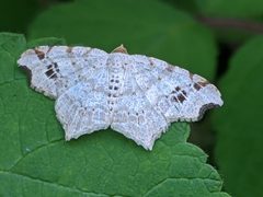 Macaria aemulataria by (c) Matthew Gerke, some rights reserved (CC BY), uploaded by Matthew Gerke. Used under a CC-BY license.