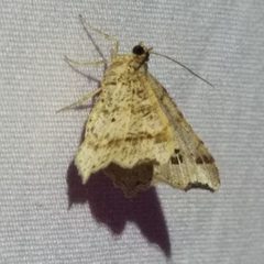 Macaria aemulataria by (c) Will Kuhn, some rights reserved (CC BY), uploaded by Will Kuhn. Used under a CC-BY license.