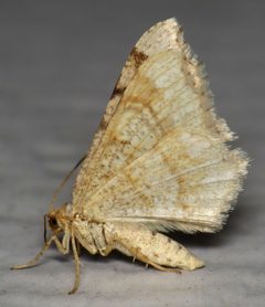 Macaria bisignata by (c) Nick Block, some rights reserved (CC BY), uploaded by Nick Block. Used under a CC-BY license.