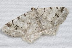 Macaria fissinotata by no rights reserved, uploaded by Kent P. McFarland. Used under a CC0 license.
