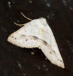 Macaria grossbecki by (c) Mary Beth Stowe, some rights reserved (CC BY), uploaded by Mary Beth Stowe. Used under a CC-BY license.
