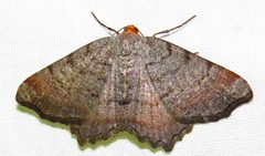 Macaria transitaria by (c) David Dodd, some rights reserved (CC BY), uploaded by David Dodd. Used under a CC-BY license.