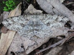 Melanolophia canadaria by (c) John B., some rights reserved (CC BY). Used under a CC-BY license.