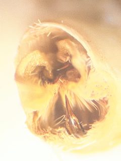 Melanolophia canadaria by no rights reserved, uploaded by Jack Gelinas. Used under a CC0 license.