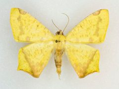 Nepheloleuca floridata by no rights reserved, uploaded by Robbie Hannawacker. Used under a CC0 license.
