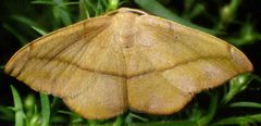 Patalene olyzonaria by no rights reserved, uploaded by kcthetc1. Used under a CC0 license.