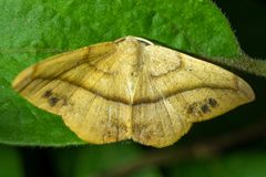 Patalene olyzonaria by no rights reserved, uploaded by Mirko Schoenitz. Used under a CC0 license.