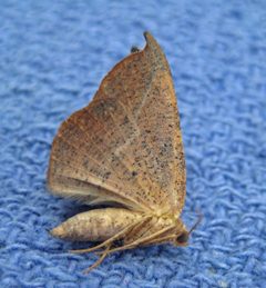 Patalene olyzonaria by (c) David Dodd, some rights reserved (CC BY), uploaded by David Dodd. Used under a CC-BY license.