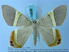 Phrygionis paradoxata by no rights reserved, uploaded by Andreas Manz. Used under a CC0 license.
