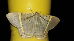 Phrygionis paradoxata by (c) Douglas, some rights reserved (CC BY), uploaded by Douglas. Used under a CC-BY license.