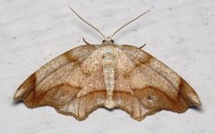 Probole amicaria by (c) Nick Block, some rights reserved (CC BY), uploaded by Nick Block. Used under a CC-BY license.