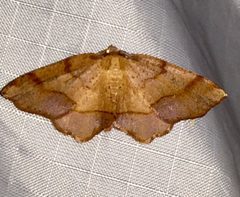 Probole nepiasaria by no rights reserved, uploaded by Ken Kneidel. Used under a CC0 license.