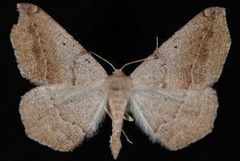 Prochoerodes forficaria by (c) Jeremy deWaard. University of British Columbia., some rights reserved (CC BY). Used under a CC-BY license.