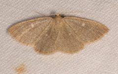 Pterospoda kunzei by (c) Laura Gaudette, some rights reserved (CC BY), uploaded by Laura Gaudette. Used under a CC-BY license.