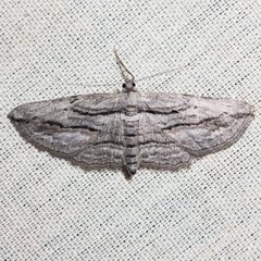 Pterotaea by (c) Ken-ichi Ueda, some rights reserved (CC BY), uploaded by Ken-ichi Ueda. Used under a CC-BY license.