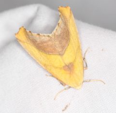 Sicya crocearia by no rights reserved, uploaded by Scott Loarie. Used under a CC0 license.