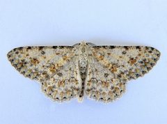 Stenoporpia dionaria by (c) jimeckert49, some rights reserved (CC BY). Used under a CC-BY license.