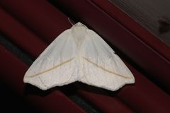Tetracis cachexiata by (c) Laura Gaudette, some rights reserved (CC BY), uploaded by Laura Gaudette. Used under a CC-BY license.