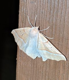 Tetracis jubararia by no rights reserved, uploaded by Ben Keen. Used under a CC0 license.