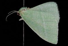 Chlorosea banksaria by (c) Jeremy deWaard. University of British Columbia., some rights reserved (CC BY). Used under a CC-BY license.