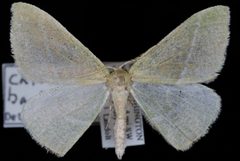 Chlorosea banksaria by (c) Jeremy deWaard. University of British Columbia., some rights reserved (CC BY). Used under a CC-BY license.