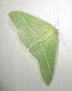 Chlorosea banksaria by no rights reserved. Used under a CC0 license.