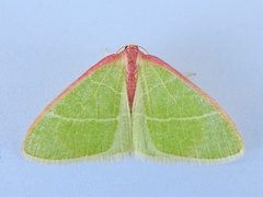 Nemoria latirosaria by (c) jimeckert49, some rights reserved (CC BY). Used under a CC-BY license.