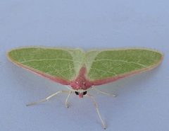 Nemoria latirosaria by (c) jimeckert49, some rights reserved (CC BY). Used under a CC-BY license.