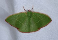 Nemoria leptalea by (c) Don Loarie, some rights reserved (CC BY). Used under a CC-BY license.