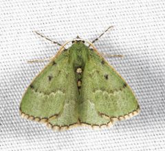 Nemoria lixaria by (c) Trevor Edmonson, some rights reserved (CC BY), uploaded by Trevor Edmonson. Used under a CC-BY license.