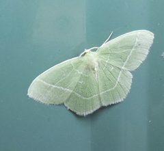 Nemoria mimosaria by (c) alicia penney, some rights reserved (CC BY), uploaded by alicia penney. Used under a CC-BY license.