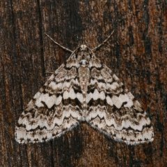 Cladara atroliturata by (c) Laura Gaudette, some rights reserved (CC BY), uploaded by Laura Gaudette. Used under a CC-BY license.