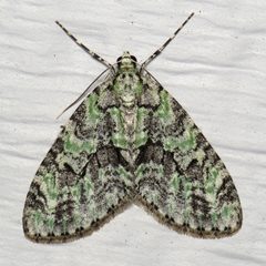 Cladara limitaria by (c) Nick Block, some rights reserved (CC BY), uploaded by Nick Block. Used under a CC-BY license.