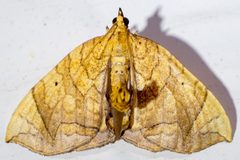 Eulithis diversilineata by no rights reserved, uploaded by Mirko Schoenitz. Used under a CC0 license.