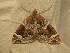 Eulithis prunata by (c) Donald Hobern, some rights reserved (CC BY). Used under a CC-BY license.