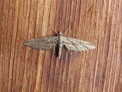 Eupithecia acutipennis by (c) Donald Hobern, some rights reserved (CC BY). Used under a CC-BY license.
