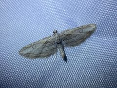 Eupithecia adequata by (c) Matt Berger, some rights reserved (CC BY), uploaded by Matt Berger. Used under a CC-BY license.