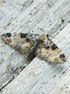 Eupithecia by (c) SteveM4560, some rights reserved (CC BY), uploaded by SteveM4560. Used under a CC-BY license.
